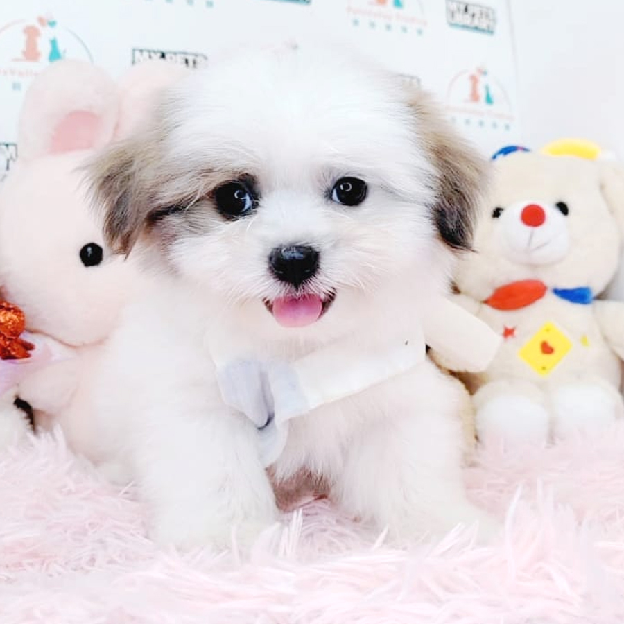 Shih Tzu Puppy (Male) For Sale