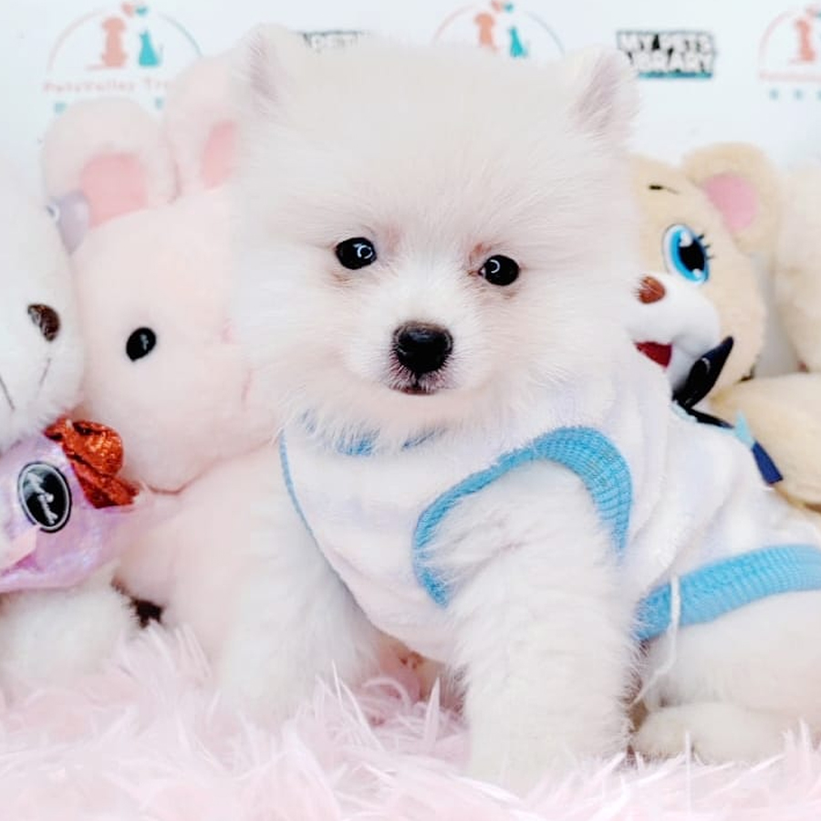 Pomeranian Puppy (Male) For Sale