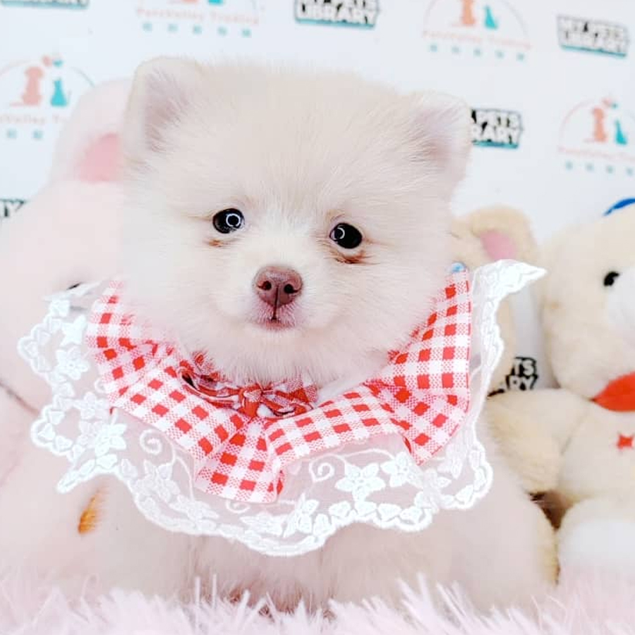 Pomeranian Puppy (Female) For Sale