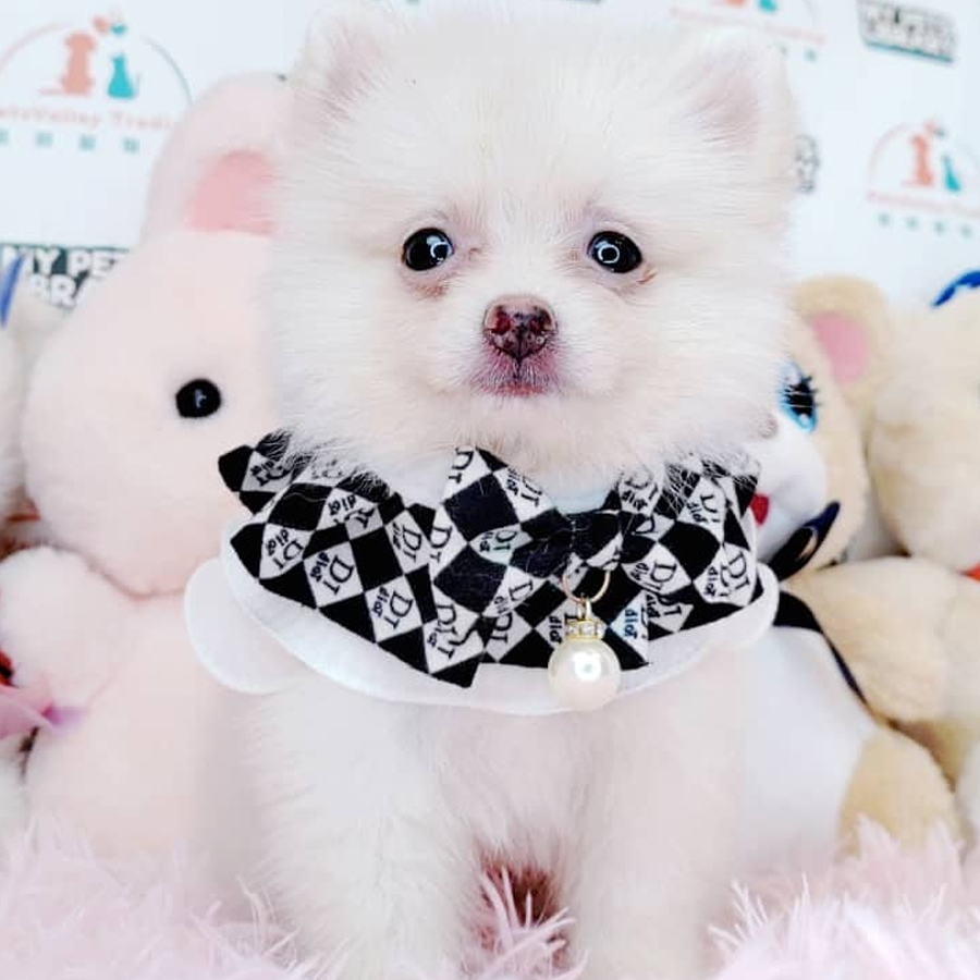 Pomeranian Puppy (Female) For Sale