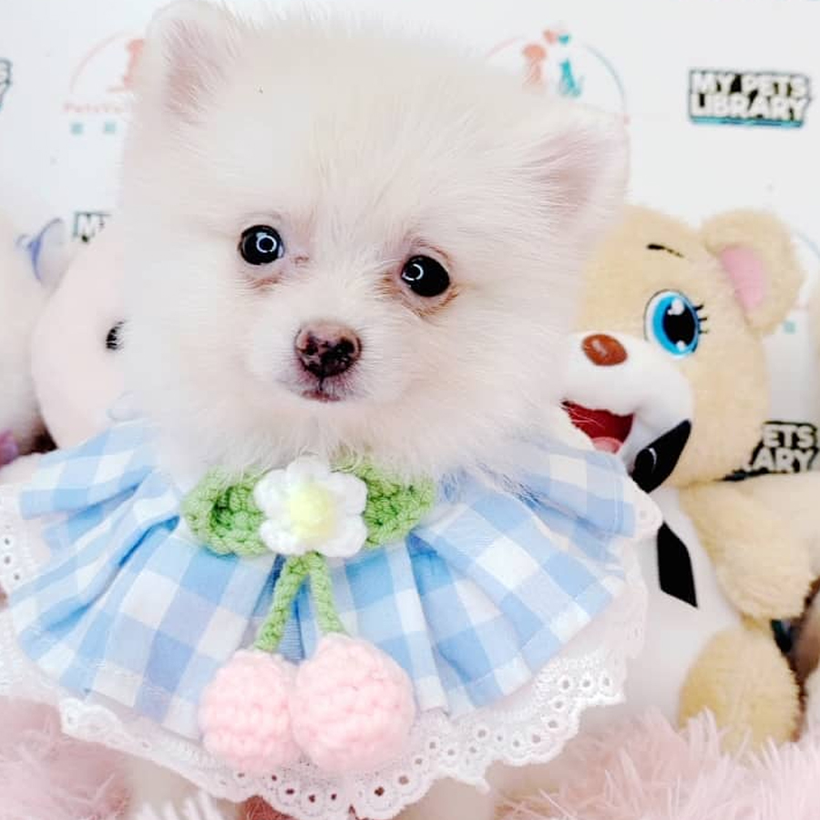 Pomeranian Puppy (Female) For Sale