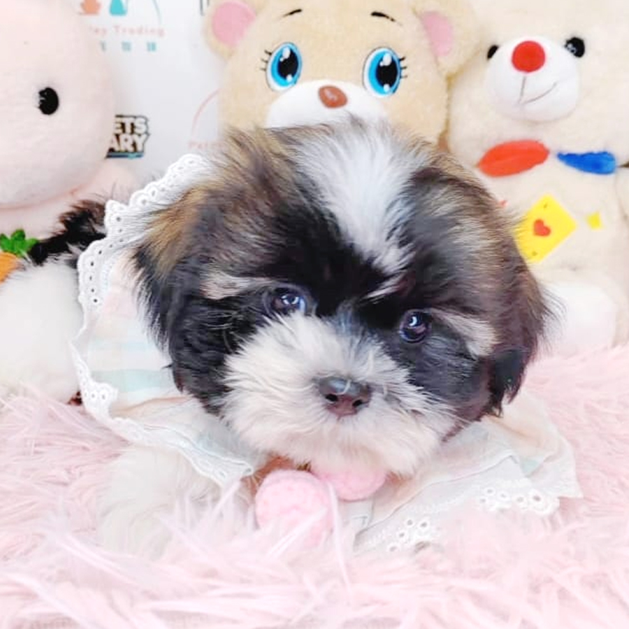 Shih Tzu Puppy (Male) For Sale