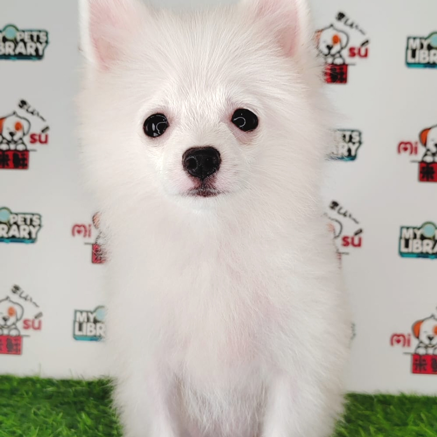 Pomeranian Puppy (Female) For Sale