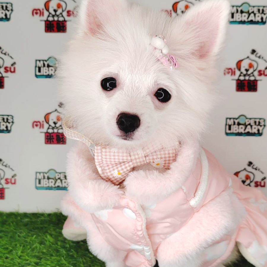 Pomeranian Puppy (Female) For Sale