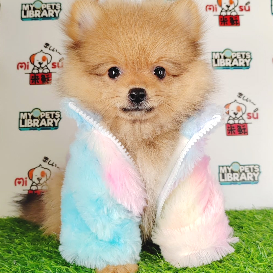 Pomeranian Puppy (Male) For Sale