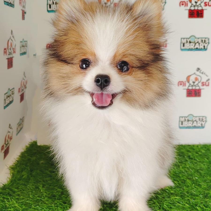 Pomeranian Puppy (Female) For Sale