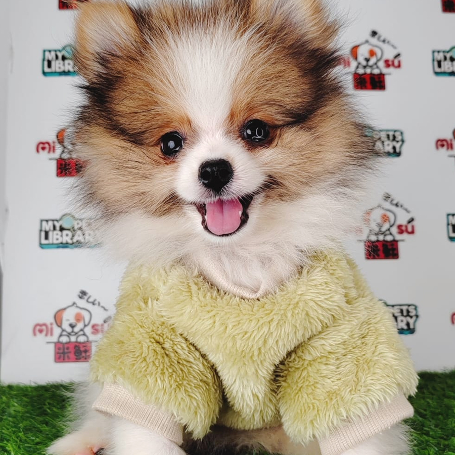 Pomeranian Puppy (Female) For Sale