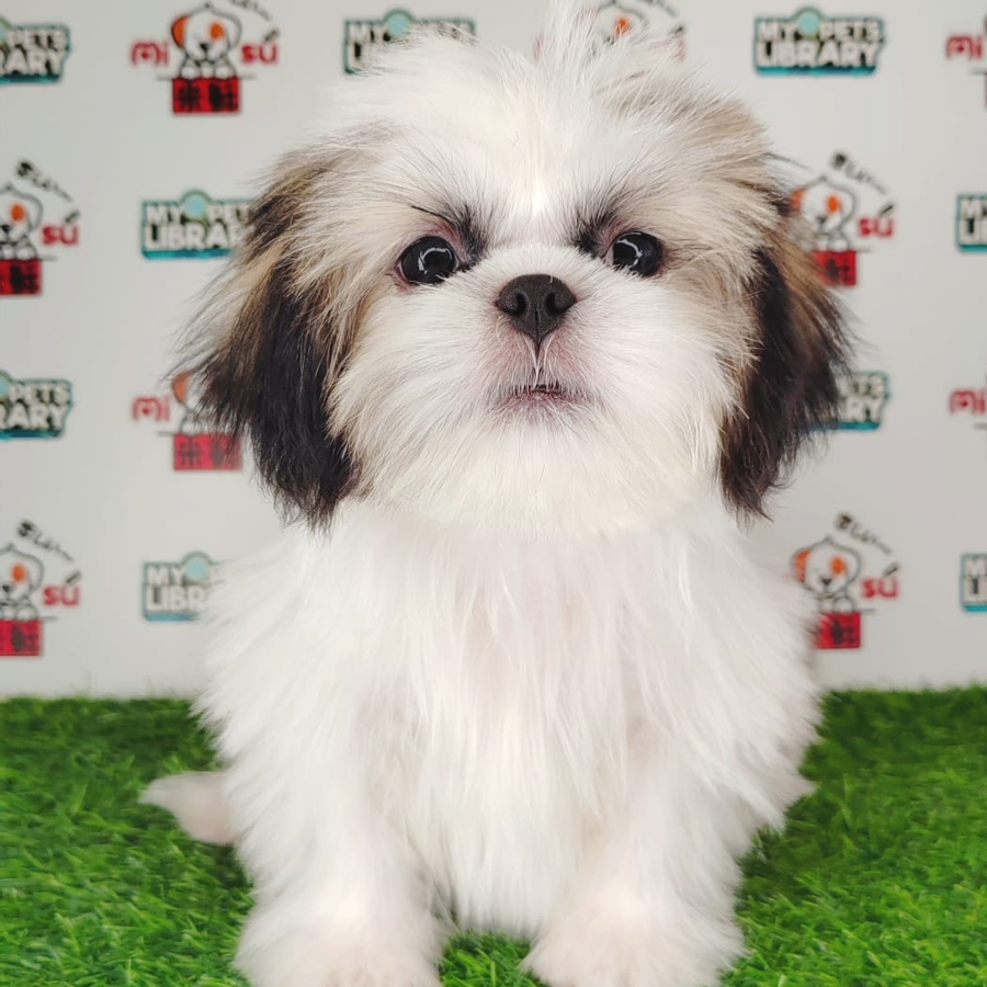 Shih Tzu Puppy (Female) For Sale