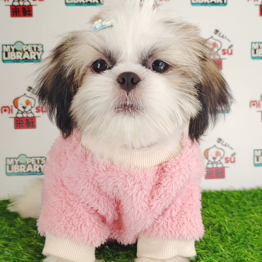 Shih Tzu Puppy (Female) For Sale