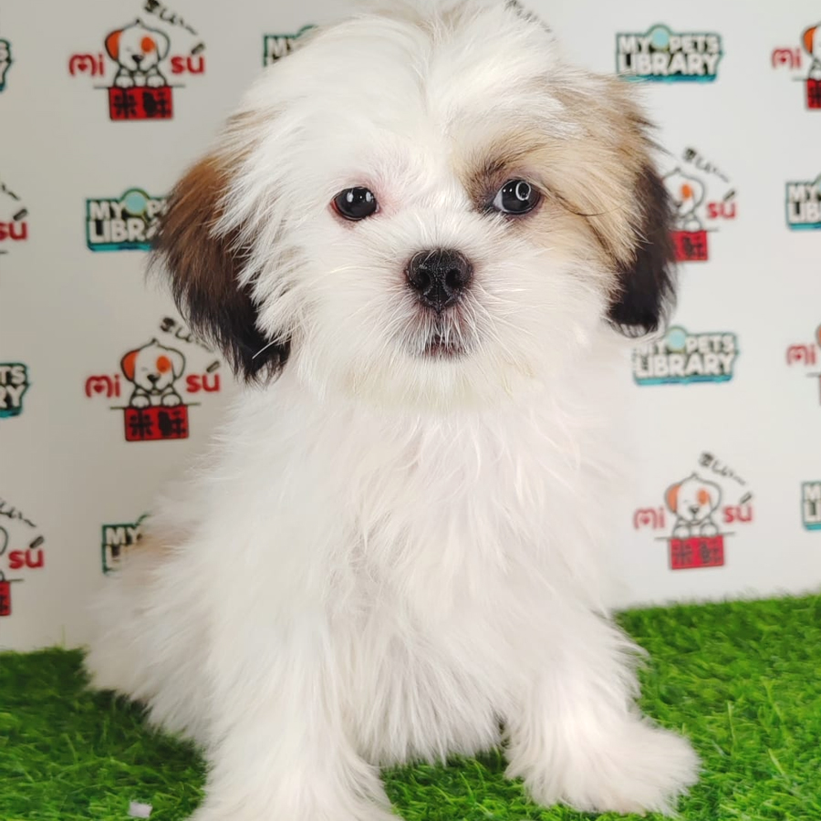 Shih Tzu Puppy (Female) For Sale