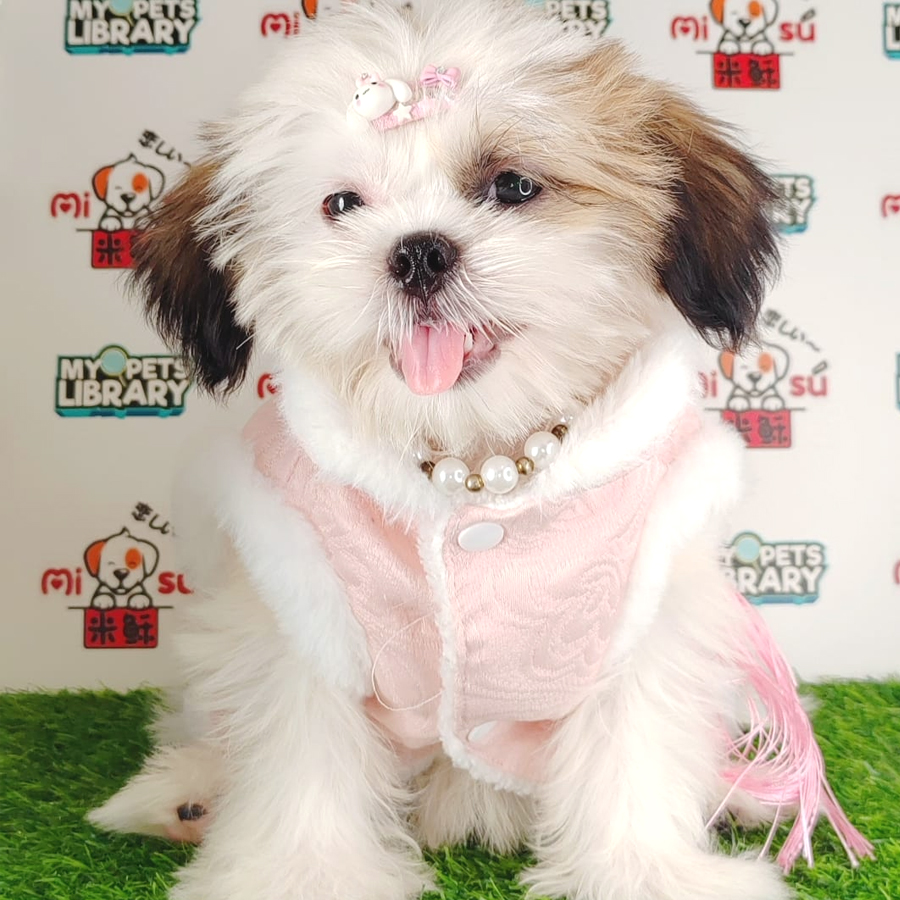 Shih Tzu Puppy (Female) For Sale