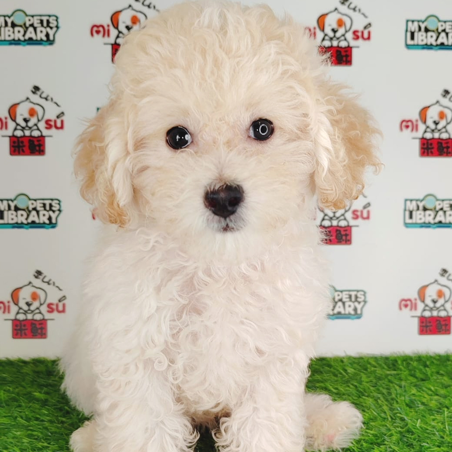 Tiny Poodle Puppy (Male) For Sale