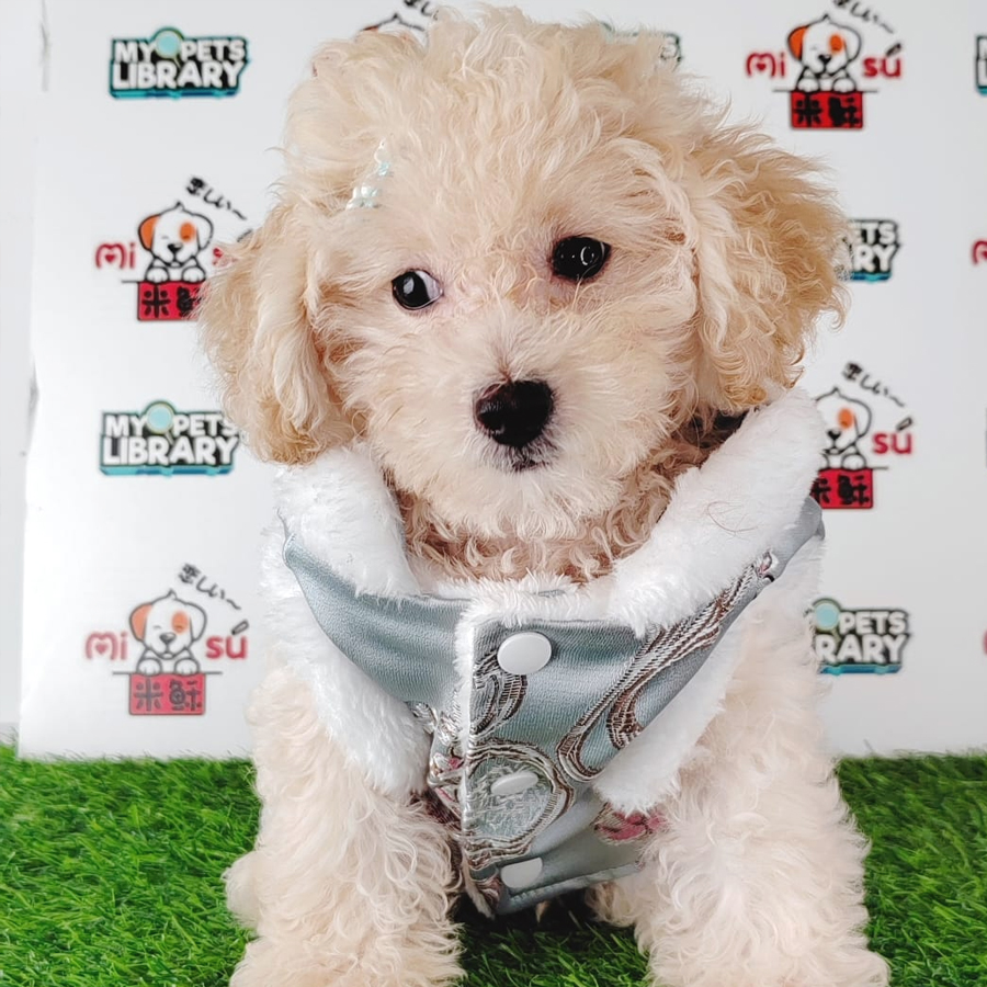 Tiny Poodle Puppy (Male) For Sale