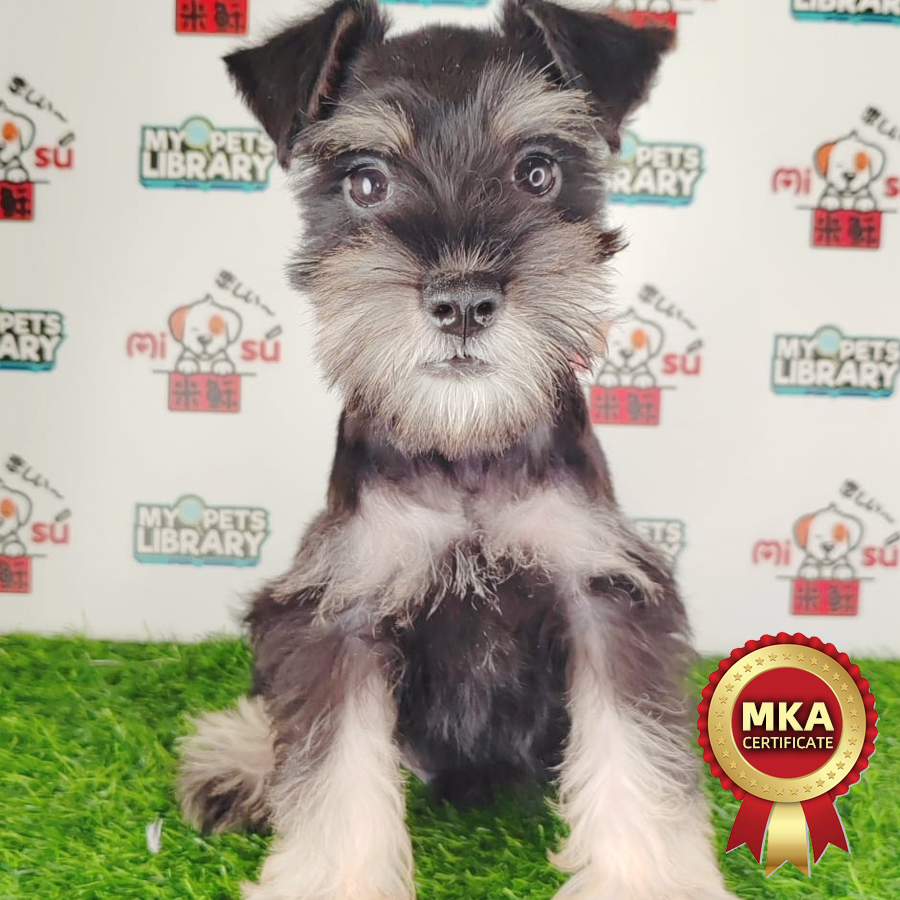 MKA Schnauzer Puppy (Male) For Sale