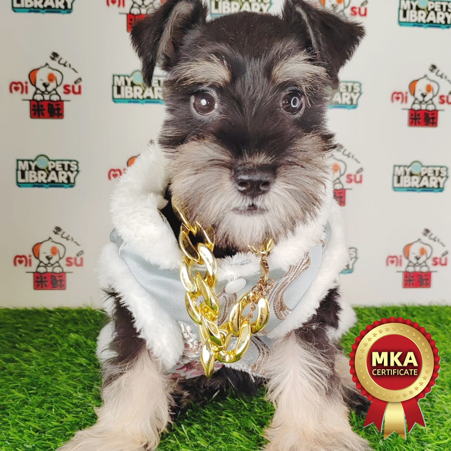 MKA Schnauzer Puppy (Male) For Sale