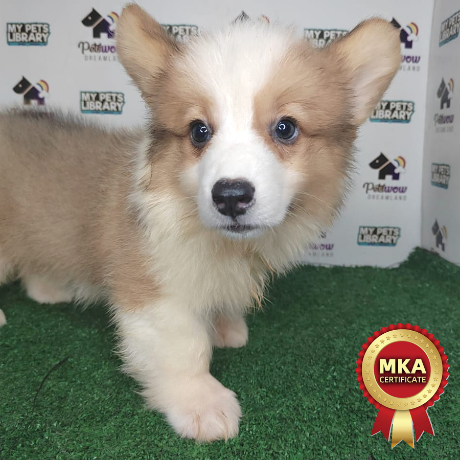 MKA Schnauzer Puppy (Male) For Sale