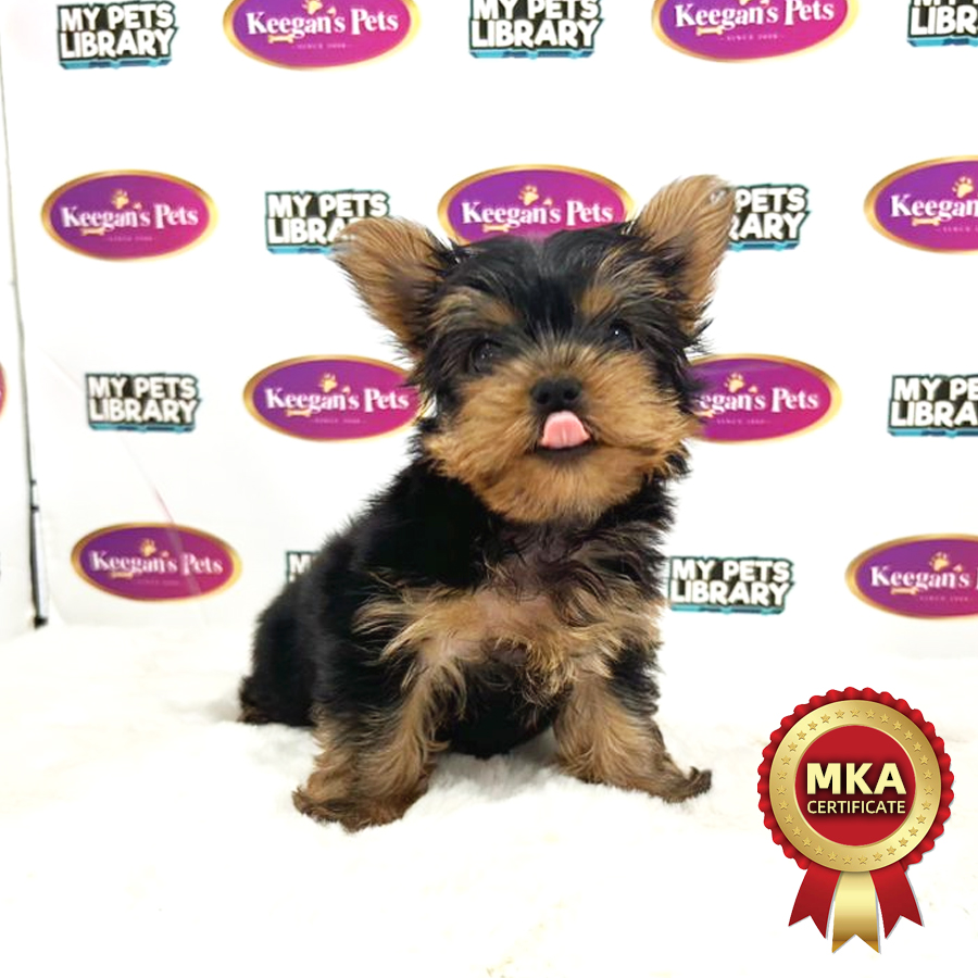 MKA Yorkshire Terrier Puppy (Male) For Sale