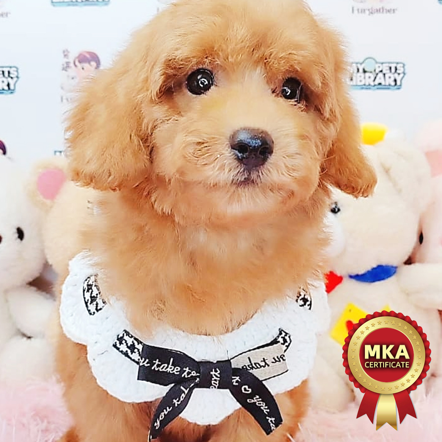 MKA Toy Poodle Puppy (Male) For Sale