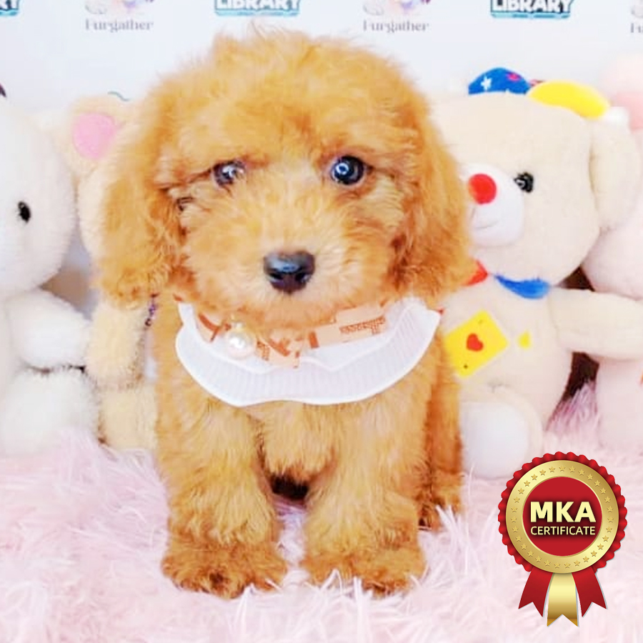 MKA Toy Poodle Puppy (Male) For Sale