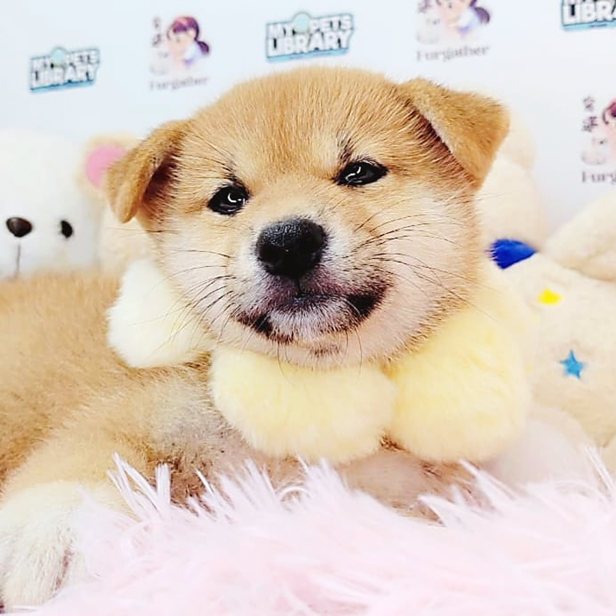 Shiba Inu Puppy (Female) For Sale