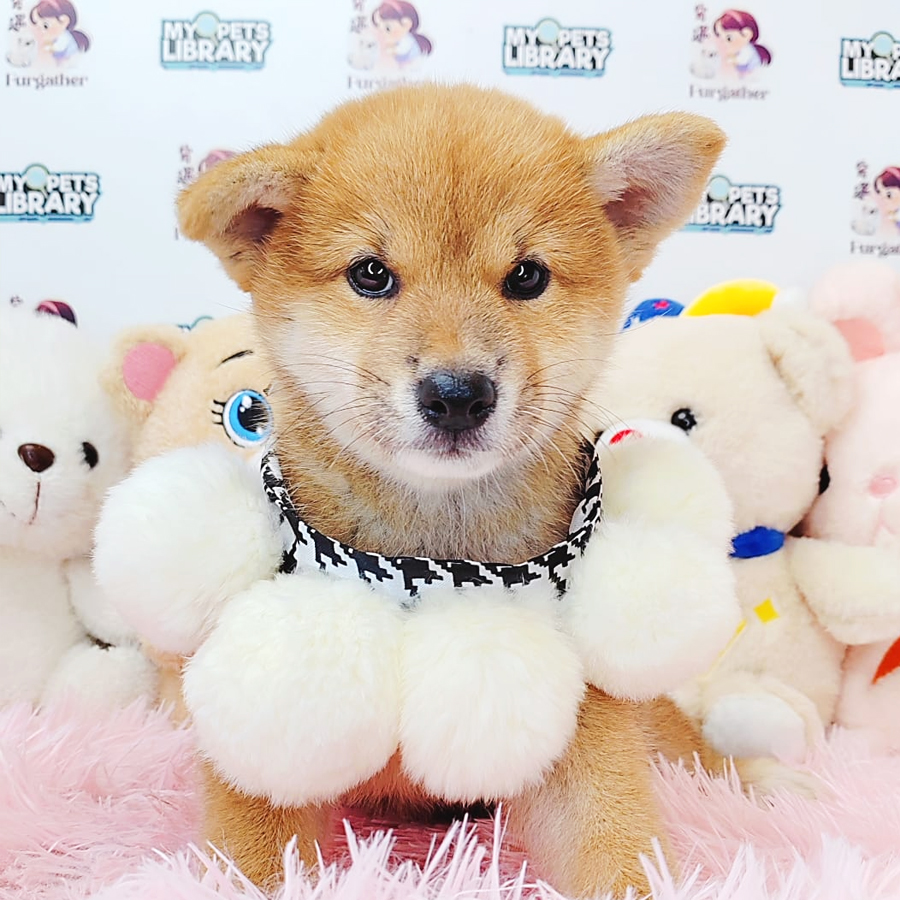 Shiba Inu Puppy (Female) For Sale