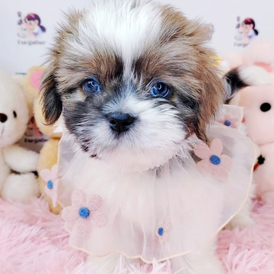 Shih Tzu Puppy (Female) For Sale