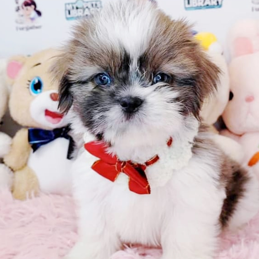 Shih Tzu Puppy (Female) For Sale