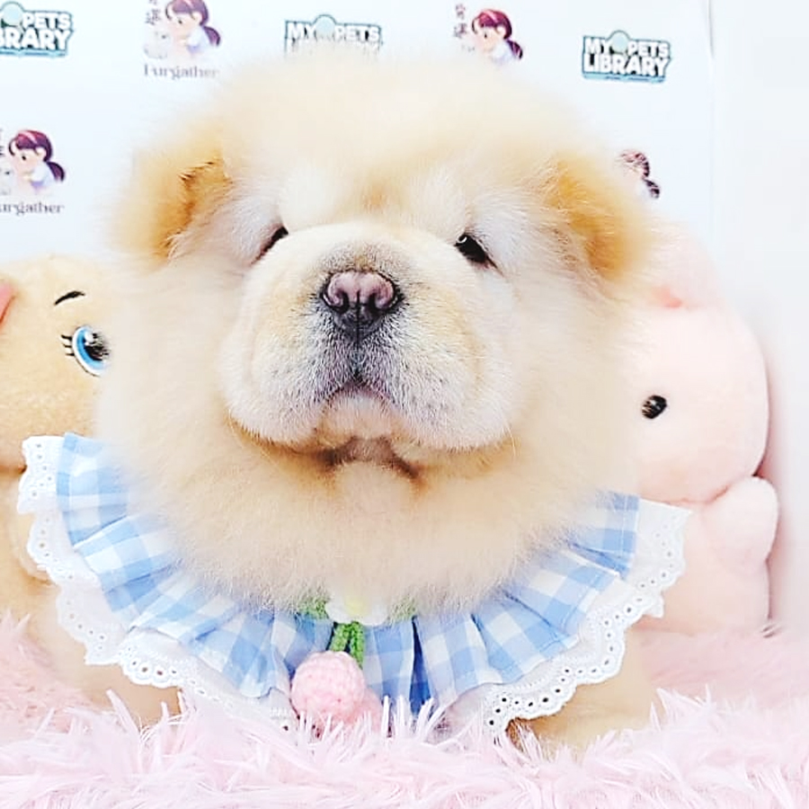 Chow Chow Puppy (Male) For Sale