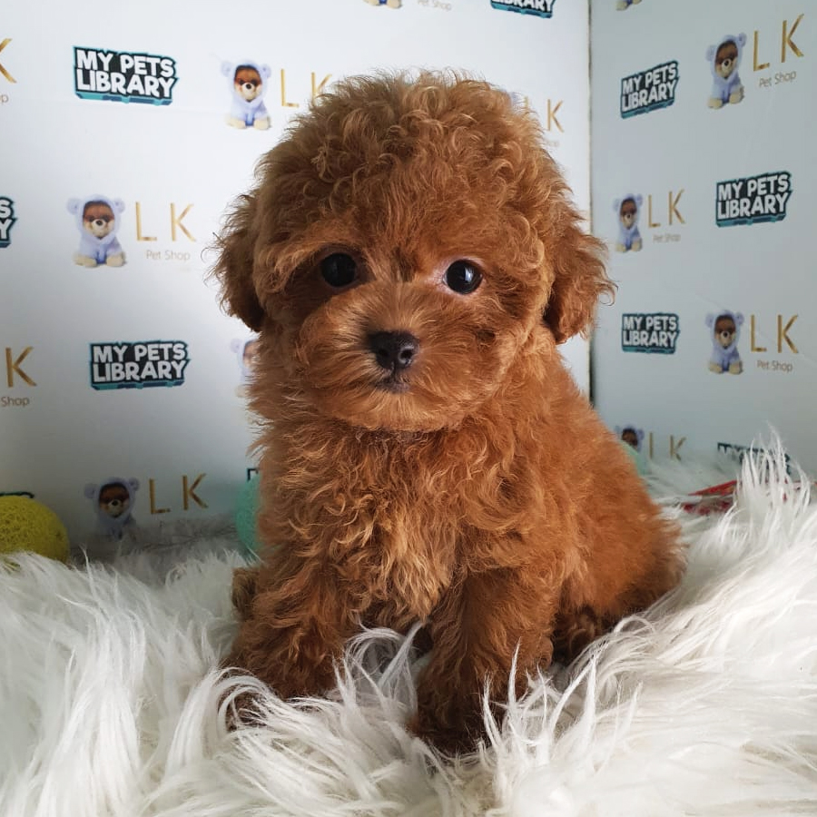 Tiny Poodle Puppy (Female) For Sale