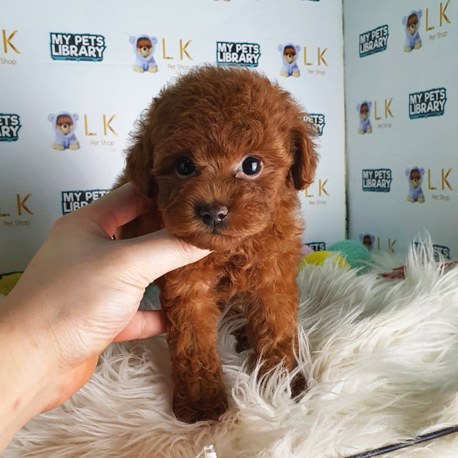 Toy Poodle Puppy (Female) For Sale