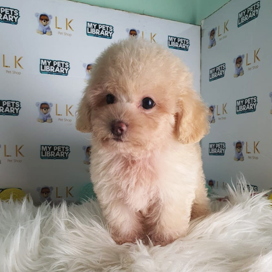 Maltipoo Puppy (Female) For Sale