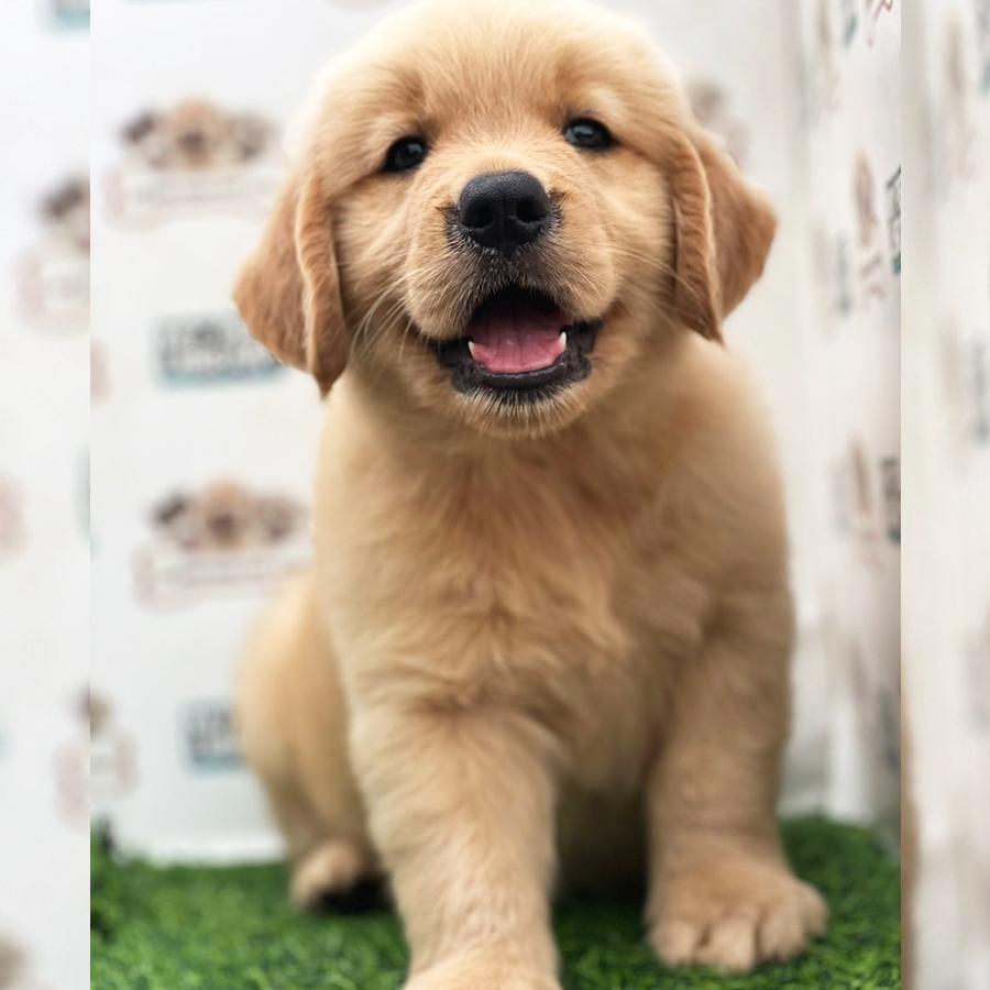 Golden Retriever Puppy (Male) For Sale