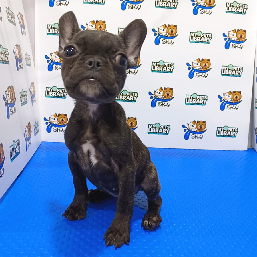 French Bulldog Puppy (Female) For Sale
