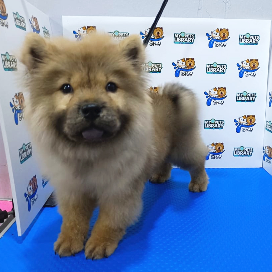 Chow Chow Puppy (Female) For Sale