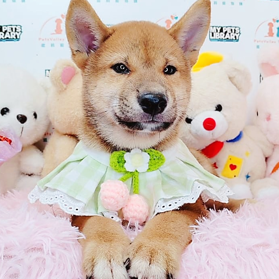 Shiba Inu Puppy (Male) For Sale