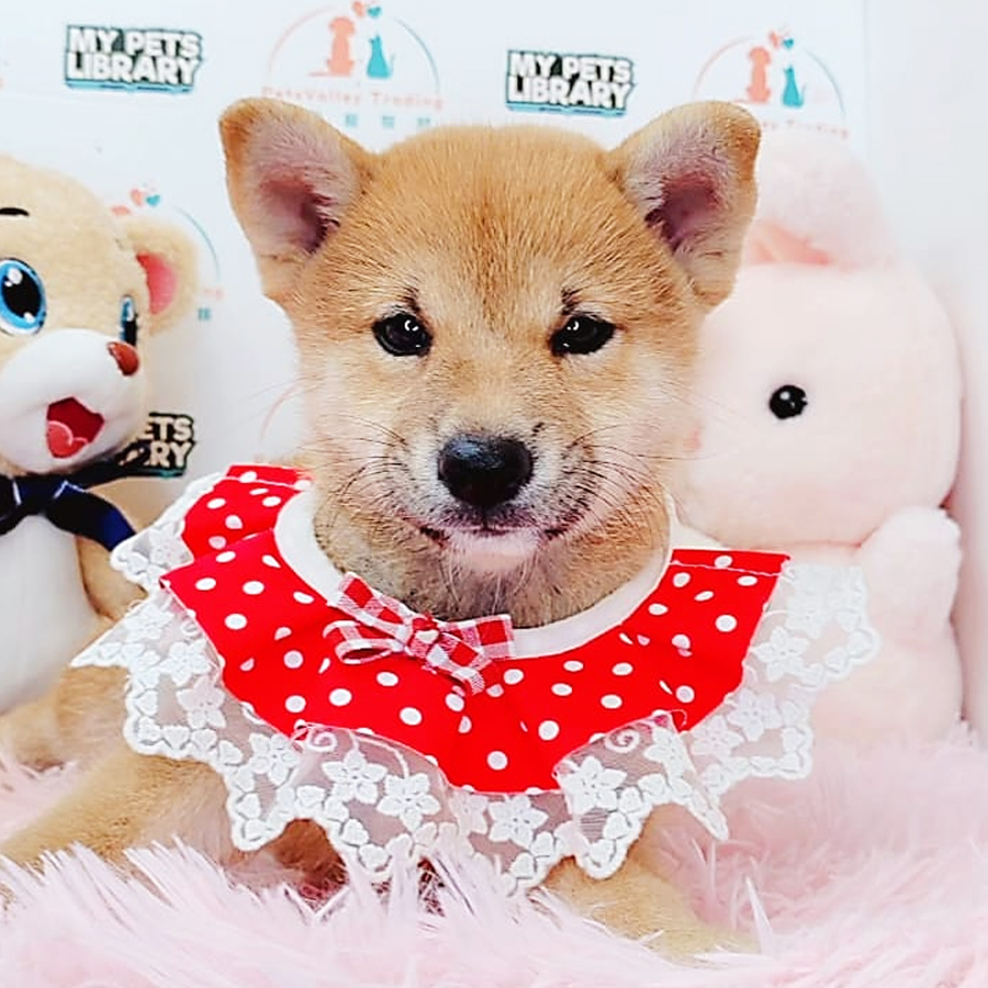 Shiba Inu Puppy (Female) For Sale