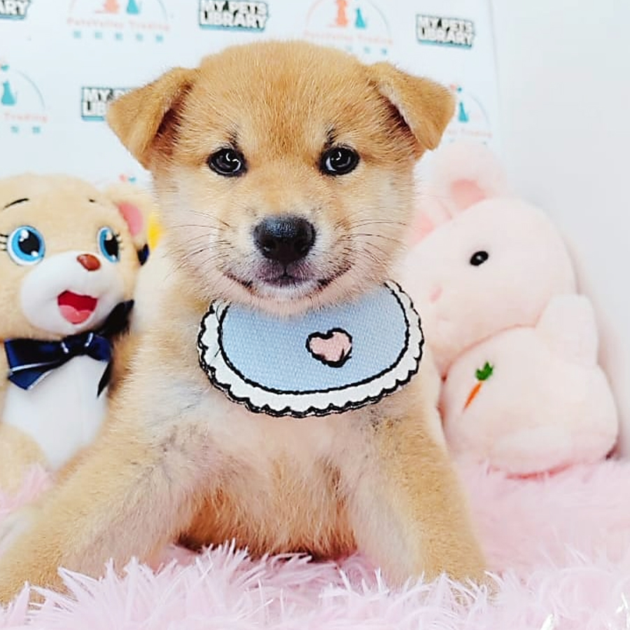 Shiba Inu Puppy (Female) For Sale