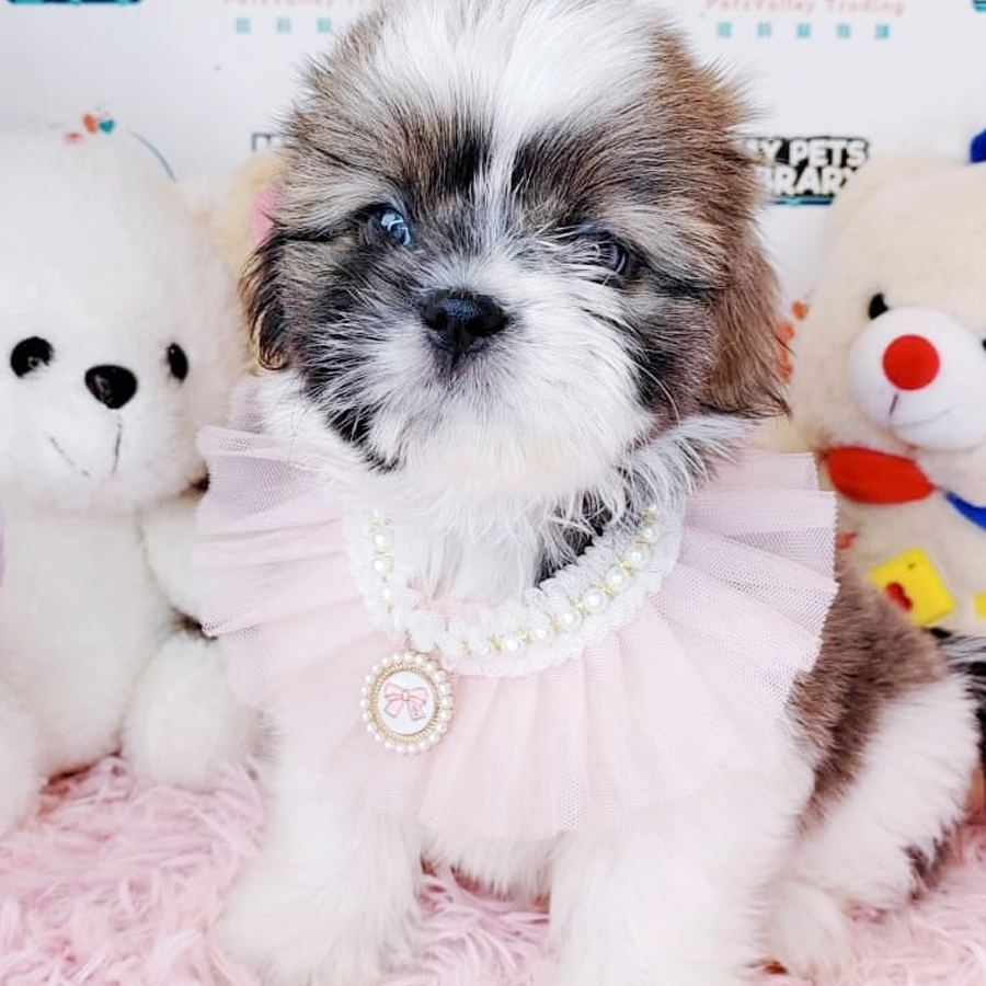 Shih Tzu Puppy (Female) For Sale