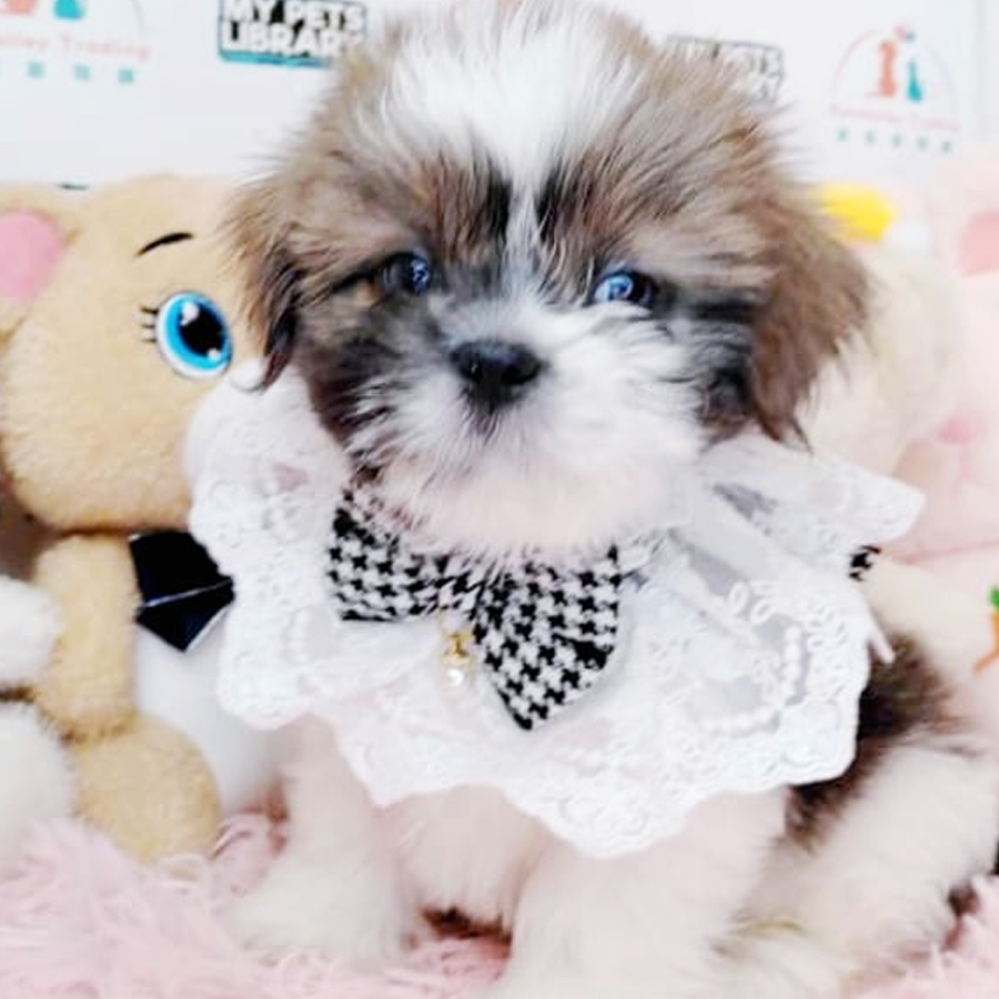 Shih Tzu Puppy (Female) For Sale
