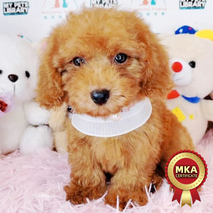 MKA Toy Poodle Puppy (Male) For Sale
