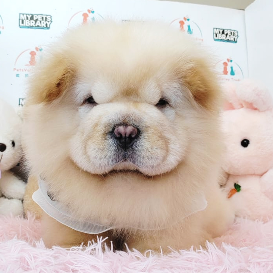 Chow Chow Puppy (Male) For Sale