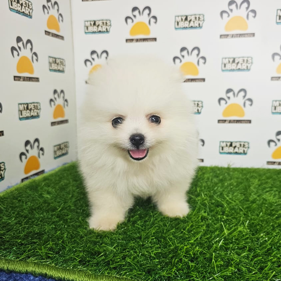 Tiny Pomeranian Puppy (Male) For Sale