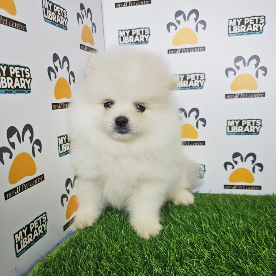 Tiny Pomeranian Puppy (Male) For Sale