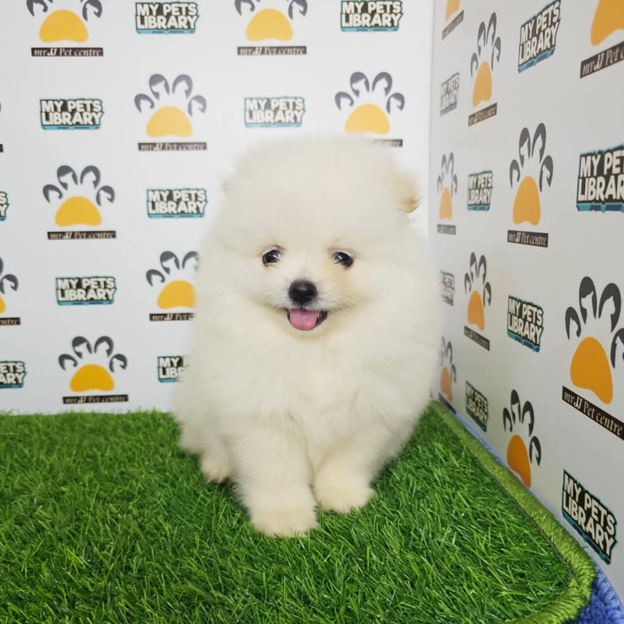 Tiny Pomeranian Puppy (Male) For Sale