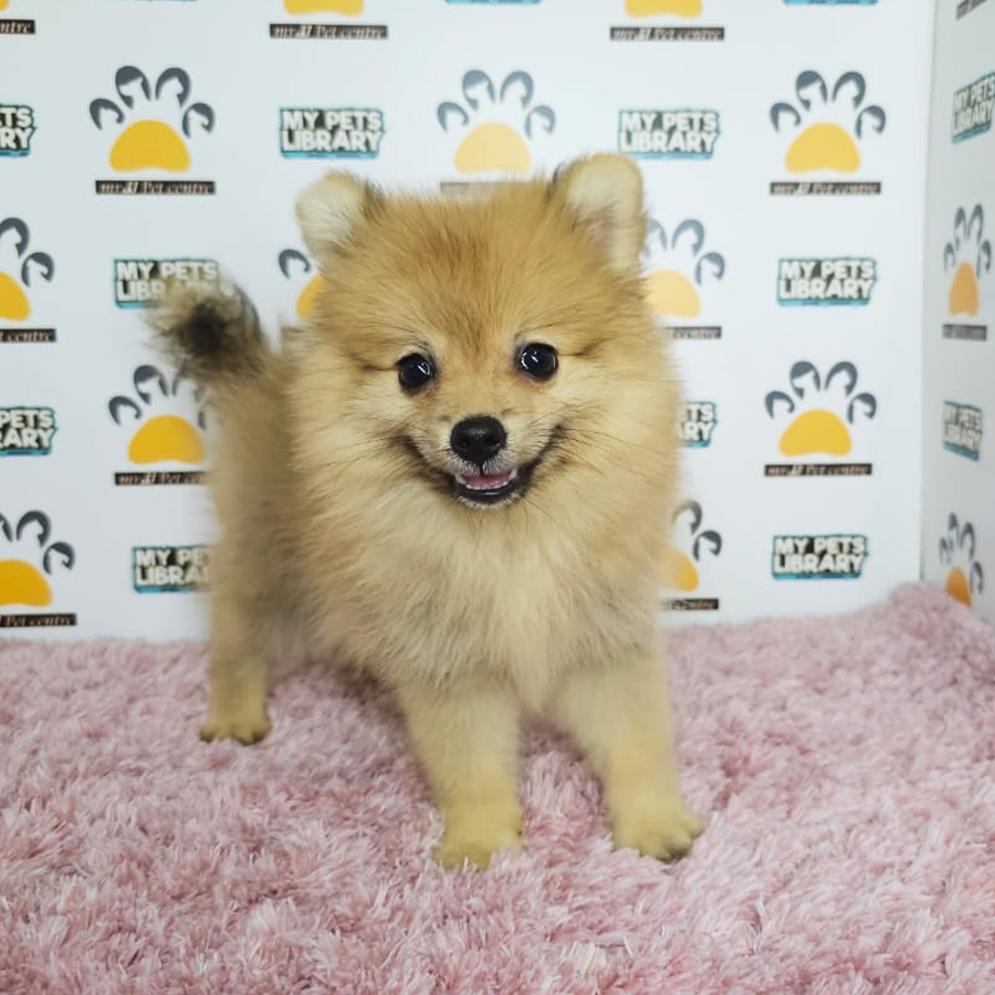 Tiny Pomeranian Puppy (Female) For Sale