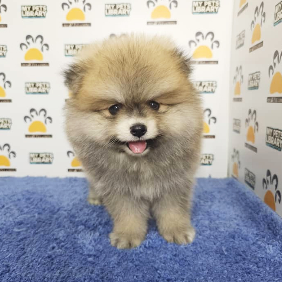 Pomeranian Puppy (Male) For Sale