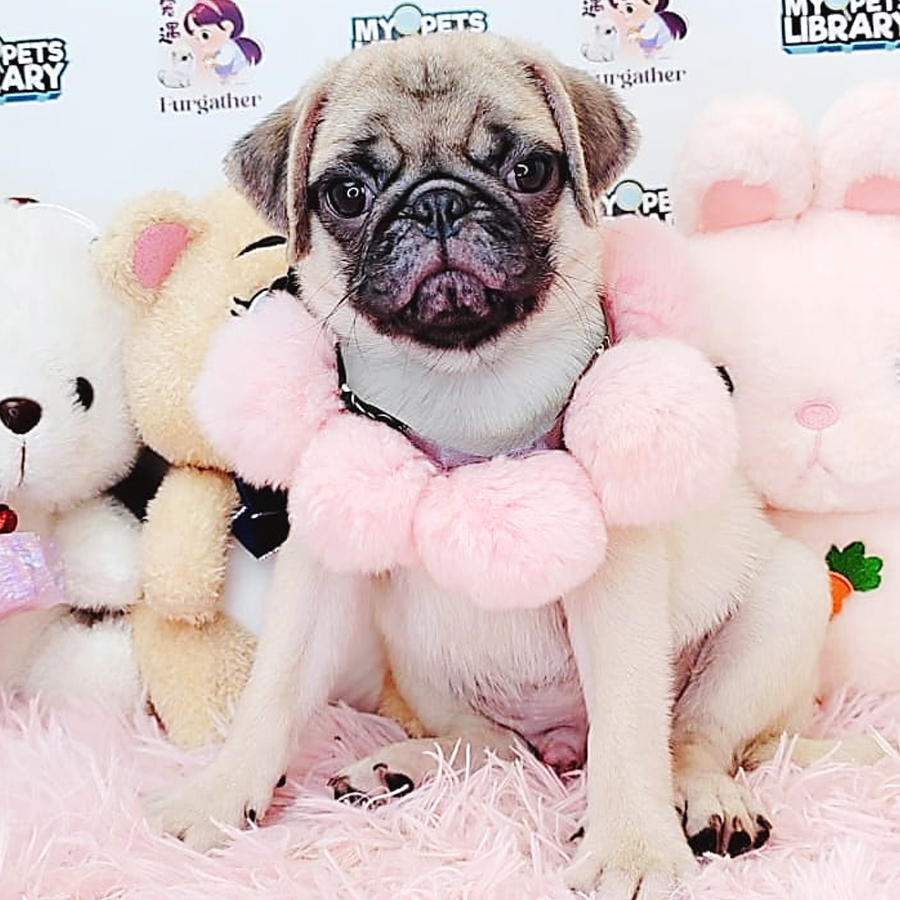 Pug Puppy (Male) For Sale