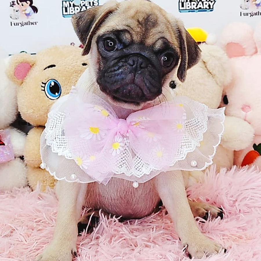 Pug Puppy (Female) For Sale