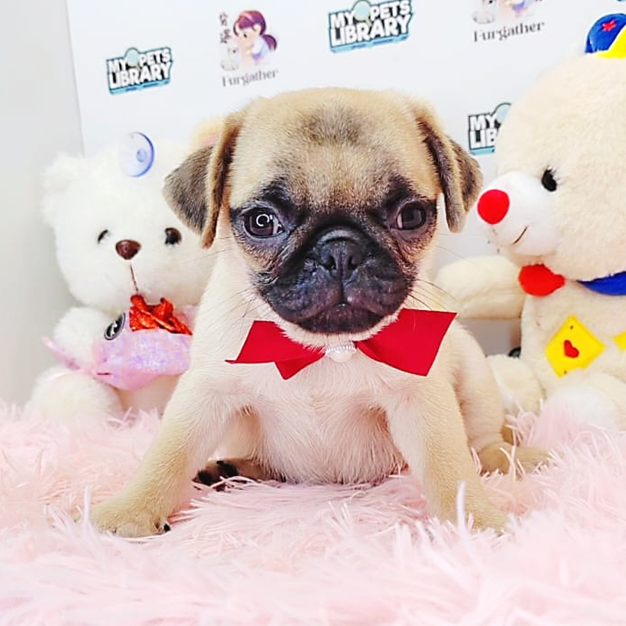 Pug Puppy (Female) For Sale