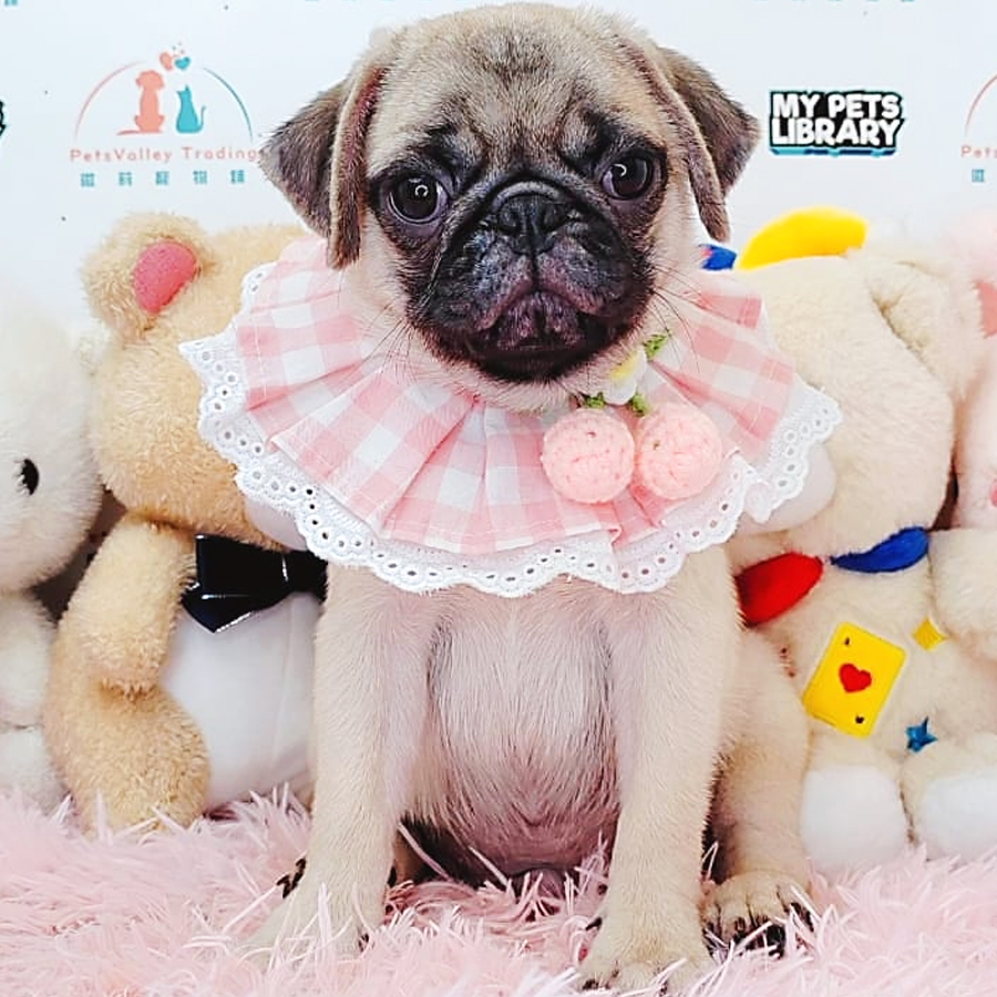 Pug Puppy (Male) For Sale